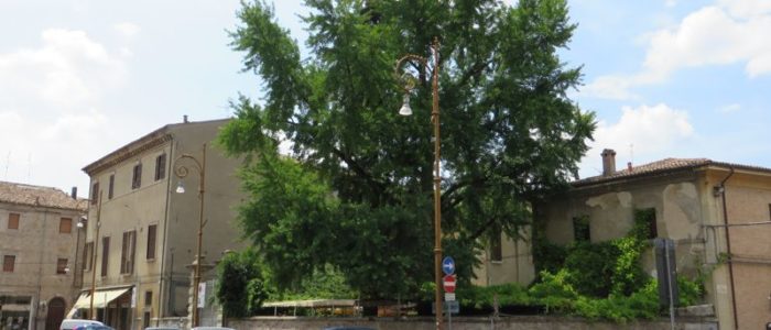 IL GINKGO BILOBA DI PIAZZA DEL DUOMO