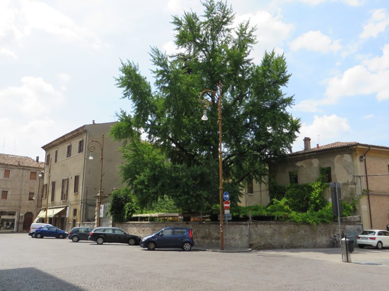 Il secolare Ginkgo Biloba di piazza Del Duomo a Forlì. Foto Forlipedia.