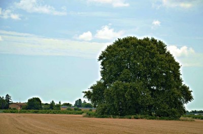 Albero monumentale. Il Platano Orientale di Carpinello. Foto Forlipedia.