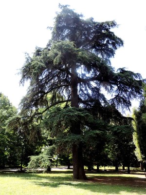 Il Cedro dell'Atlante dei Giardini Della Resistenza. Foto Forlipedia