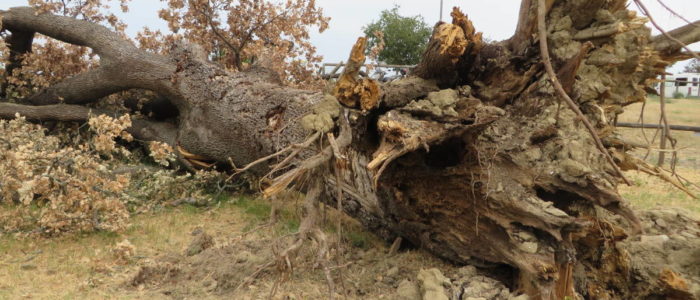 LA QUERCIA DI SAFFI