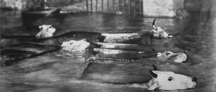 L’ALLUVIONE DEL POLESINE, NOVEMBRE 1951